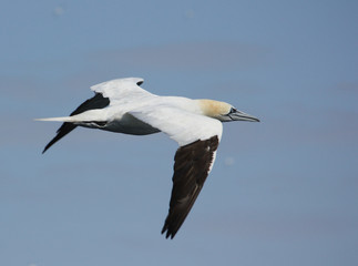 Gannet in flight