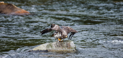 Eagle flies from stone with prey in its claws. Alaska. Katmai National Park. USA. An excellent illustration.
