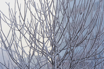 Branches in frost in a cold cold winter day. Feeling cold