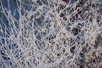 Branches in frost in a cold cold winter day. Feeling cold