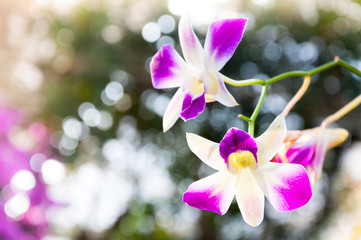 Beautiful Orchids flowers Violet tropical Thailand are blooming in the garden