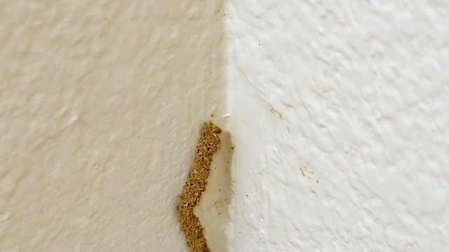 Termites Timelapse