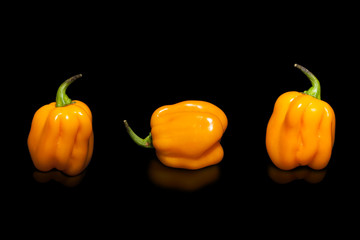 Yellow Peppers isolated on pure black, hot Habanero. Studio shots.