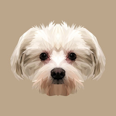 Maltese dog animal low poly design. Triangle vector illustration. - 130888483