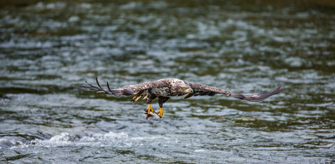Eagle flying with prey in its claws. Alaska. Katmai National Park. USA. An excellent illustration.