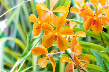 oranges orchid beautiful in garden,Thai Orchid