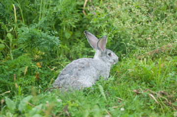 Rabbit on the grass