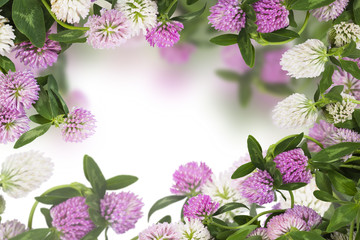 Fototapeta na wymiar Wild flowers of clover on white background