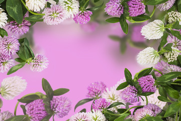 Wild flowers of clover on pink background
