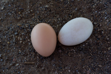 Place the duck egg with chicken eggs in the sand,Egg white eggs