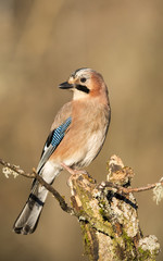 Garrulus glandarius