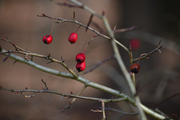 Rowan berry