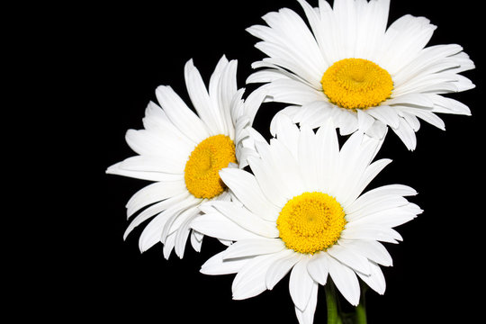 Beautiful daisy flowers isolated on black. Floral wallpaper
