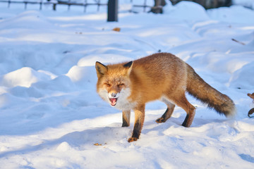 雪の上のキタキツネ
