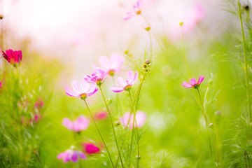 Beautiful pink flowers on green grass background.