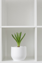 Hyacinth plant in a white pot. Flower on a rack. Interior background.