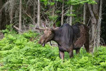 Young Bull Moose (Alces alces) grazing in a spring meadow in Algonquin Park, Canada