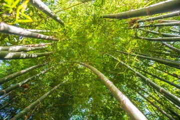 Papier Peint photo autocollant Bambou Jusqu& 39 à la forêt de bambous.