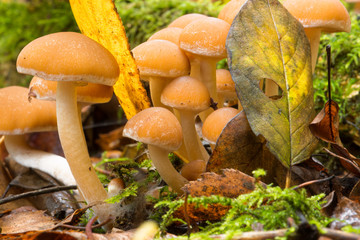Mushrooms and autumnleafs 1