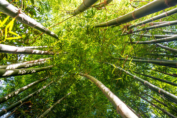 Looking up bamboo forest.