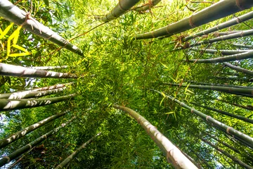 Cercles muraux Bambou Looking up bamboo forest.