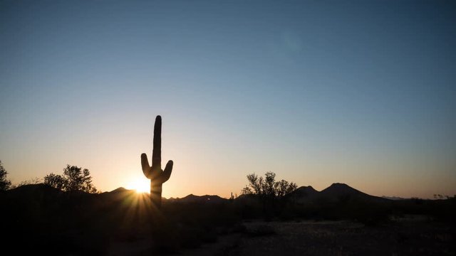 Desert Cactus Sunrise Timelapse