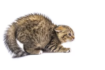 Cercles muraux Chat chat effrayé isolé