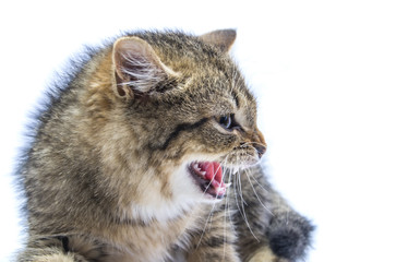 isolated frightened cat 