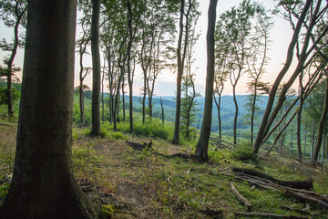 Lichtung im Wienerwald © stefan sio