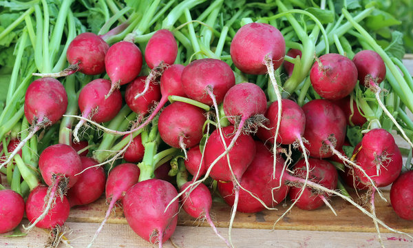 Fresh radishes with tops close up.