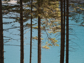 View through the trees on the lake oeschinen in switzerland