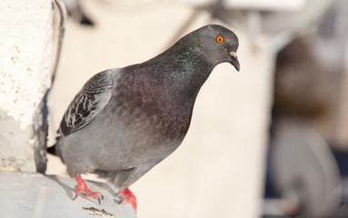 Pigeon