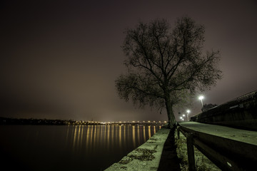 Alter Baum am Ufer des Rheins bei Mainz in der Nacht