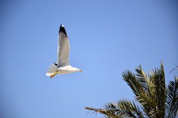 gabbiano in volo