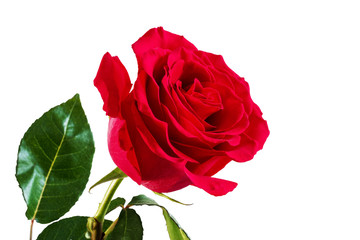 Red roses. Isolated, white background.