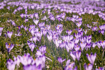 Purple crocus background mountain flowers