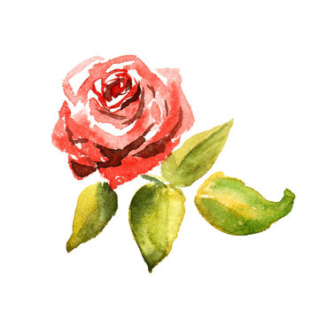 Hand-painted Watercolor Red Rose With Green Leaves