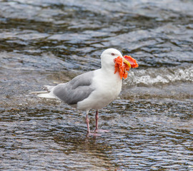 Seagull standing in the water with a piece of fish in its beak. Alaska. Katmai National Park. USA. An excellent illustration.