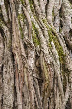 figuier étrangleur, Ficus thonningii, Fig Tree arch, Mont Meru, parc national d'Arusha,  Tanzanie