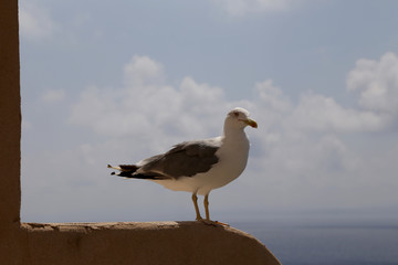möwe auf der mauer in bonifacio, korsika, frankreich