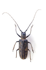 the longicorn beetle  isolated