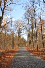Straße im herbstwald