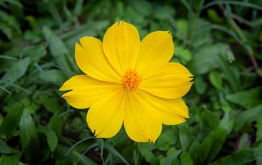 A yellow flower with a green grass background.
