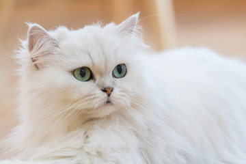 White Persian cats on the floor