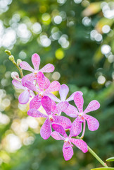 Purple orchid (Mokara) in farm.