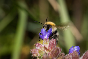 Bee