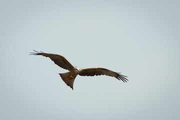 flying black kite