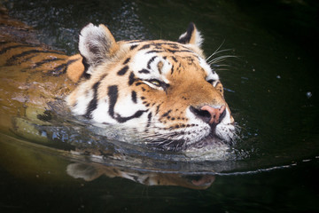 Tiger head
