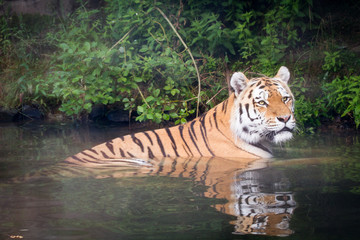 Tiger in the water