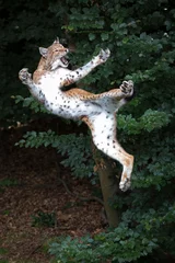 Deurstickers jumping lynx © Cloudtail